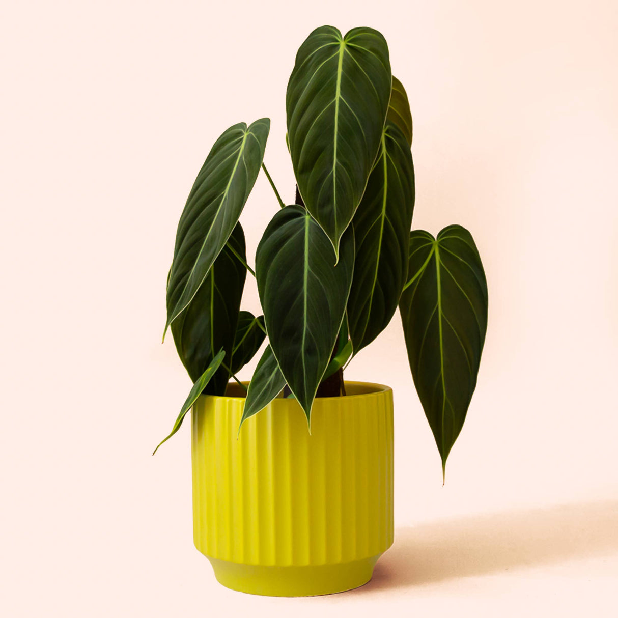 Monroe Planter | Palm : 4.5 inch