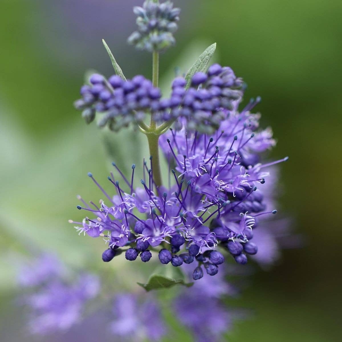 Tarot Themed Seed Pack