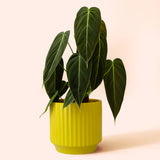 Monroe Planter | Palm : 4.5 inch