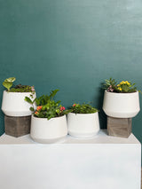 Dish Garden