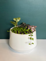 Dish Garden